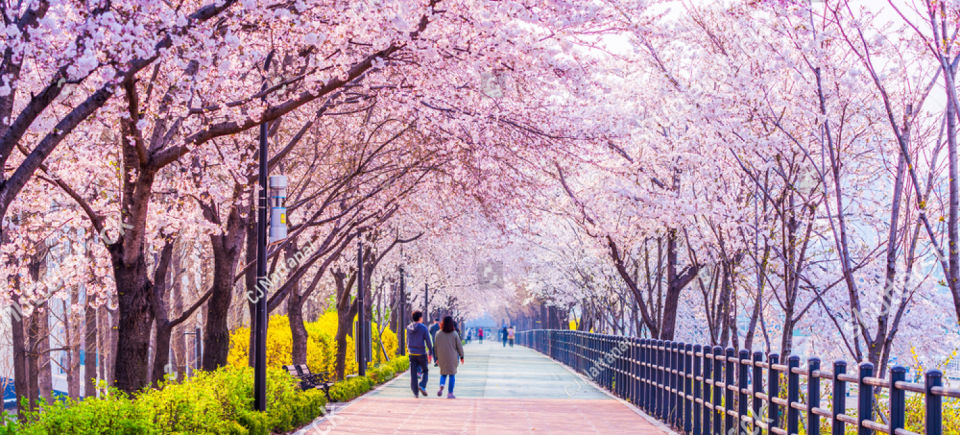 Tour Korea Dwidayatour terbaik murah nyaman